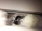 Królowe Mrówek Messor barbarus z Rójki 2020