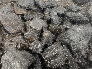 Collembola skoczogonki 250ml