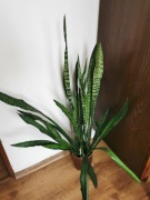 Sansevieria Trifasciata XXL 118cm