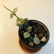 Hoya krohniana silver eskimo