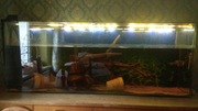 Akwarium duże, około 250 litrow. Cena do uzgodnienia. Naprawde warto.