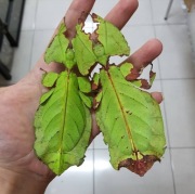 Liściec olbrzymi Phyllium giganteum L4/L5 – liść, który chodzi!