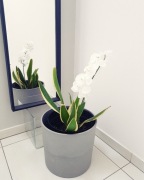 Storczyk gałązka sztuczny biały lub róż 110 cm 