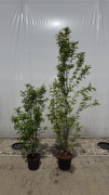 Grab "Fastigiata" 200cm+