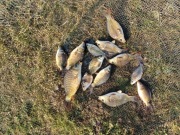 Sprzedam kroczek Karpia!