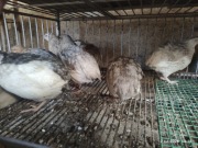 Jaja przepiórki mix 