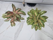 Kwiat aglaonema cocomelon
