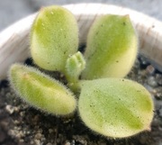 Cotyledon Ladysmithensis Variegata, niedźwiedzia łapa, GRATIS 236
