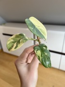 Philodendron Bipennifolium Variegata