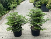 Jodła koreańska w doniczce