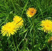 SYROP Z KWIATÓW MNISZKA (150 ml, cukier trzcinowy 45%) - W NASZEJ SPIŻARNI