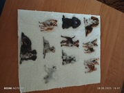 Naklejki zwierzę Psy (3)