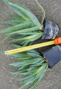 Aloe vera- sadzonka 