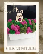 Chrobotek na białym drewnianym bloczku. 