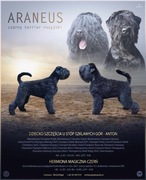 Czarny Terier Rosyjski - Szczenię rodowodowe FCI