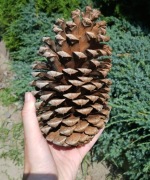 Ogromna szyszka 17 cm sosna Jeffreya dekoracja