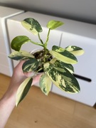 Philodendron Bipennifolium Variegata