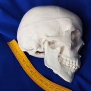 czaszka anatomiczna model z drukarki 3d osteologia