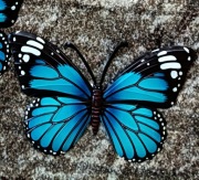 Metalowy niebieski motyl, zawieszka 