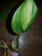 Philodendron filodendron cream splash 