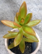 Sedum Adolphi, złoty rozchodnik, GRATIS! 251