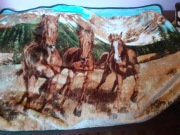 koc160x120 konie, mustangi