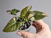 Syngonium kolekcjonerskie Tricolor Chocolate hydroponice 