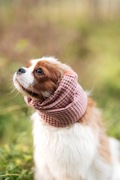 Snood pudrowy róż Cavalier Spaniel wafel bawełna Hug me