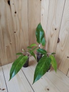 Philodendron Painted Lady 