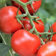 Pomidor Baribine F1 - Nasiona Holenderskie