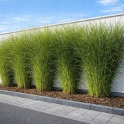 Miskant chiński Sarabande TWORZY STRZELISTE KĘPY na ŻYWOPŁOT jest IDEALNY