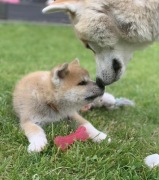 Akita Inu Japońska szczeniaki ZKwP/FCI rodowód