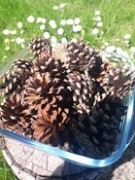 Szyszki z sosny do dekoracji, zrywane z drzew 100szt
