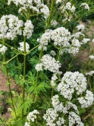 Kozłek lekarski - miododajne zioło (10szt)