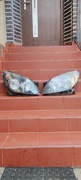 Reflektory lampy przednie Opel Astra H GTC