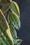 Hoya Macrophylla Albomarginata SADZONKA CIĘTA