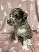 Owczarek / Pudel Aussiedoodle Red Merle