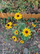 Rudbekia owłosiona sadzonka