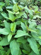 Trędownik bulwiasty (Scrophularia nodosa) MIODODAJNY  (5szt)