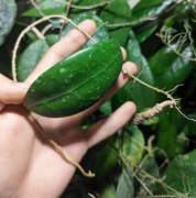 Hoya Acuta Var Hendersonii z szypułką 