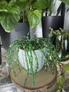 Roślina ozdobna sukulent #5