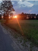 Żyto ozime na poplon ziarno poplon 20 kg POLSKIE ŻYTO