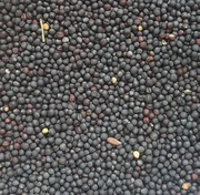 Nasiona rzepaku 11ml dla Messor barbarus w probówce 