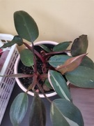 philodendron pink princess 