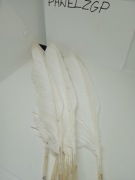 Pióra 32-34 cm, naturalne jak gęsi kaczki bażanta 