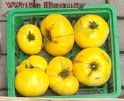 Pomidor WHITE BEAUTY - 10 nasion kolekcjonerskich - HIT ! 