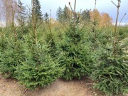 Świerk Pospolity Hurt Mazowieckie PUŁTUSKI