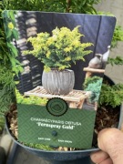 Kolekcjonerski Cyprysik Fernspray Gold