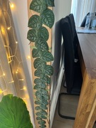 Monstera Philodendron dubia OGROMNA!