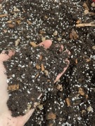 Bigos - podłoże do monster